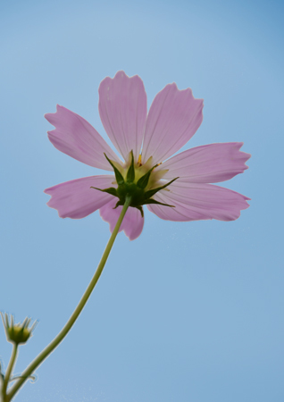 2016-10-05%e3%82%b3%e3%82%b9%e3%83%a2%e3%82%b9%e3%80%80%e6%9d%be%e5%b3%b6dsc_9192